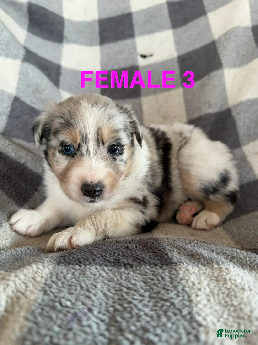 Australian Shepherd dogs for sale: Sunny - Female 3 - Ad 1