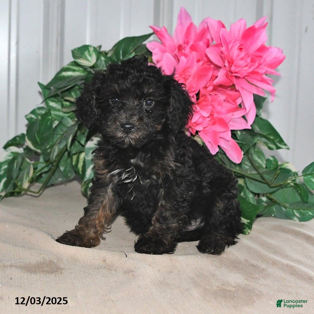 Miniature Poodle dogs for sale: Lenny - Ad 2