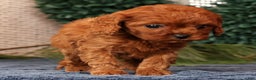 Cavapoo dogs for sale: Lana - Ad 7