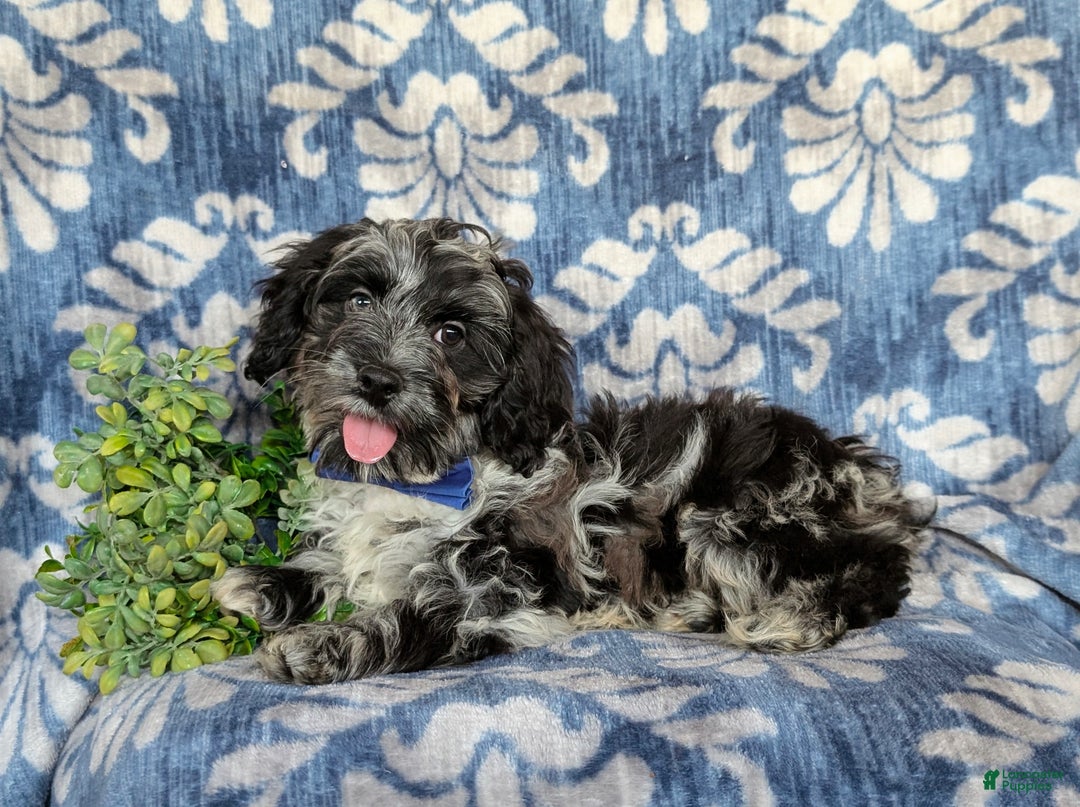 Cockapoo dogs for sale: Randall - Ad 4