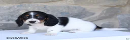Dachshund dogs for sale: Eldon - Ad 3