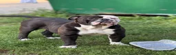 Olde English Bulldogge dogs for sale: Olde English Bulldogge 1 - Ad 4