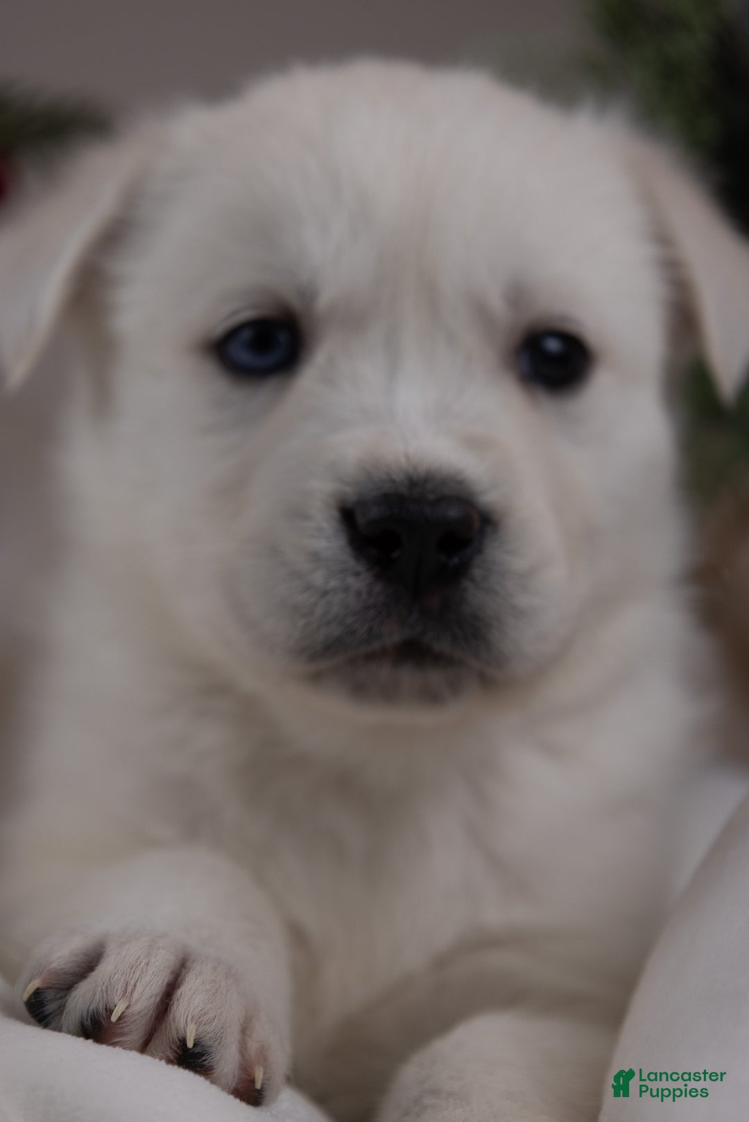 Goberian dogs for sale: Bear - Ad 33