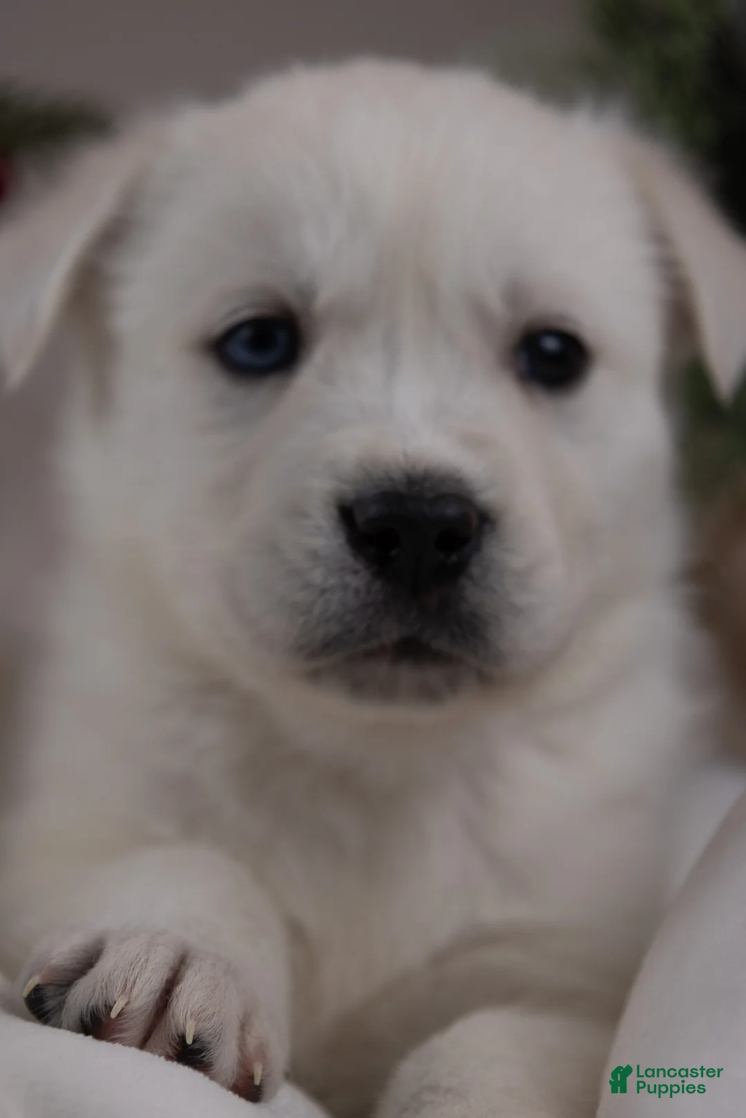 Goberian dogs for sale: Holly - Ad 24