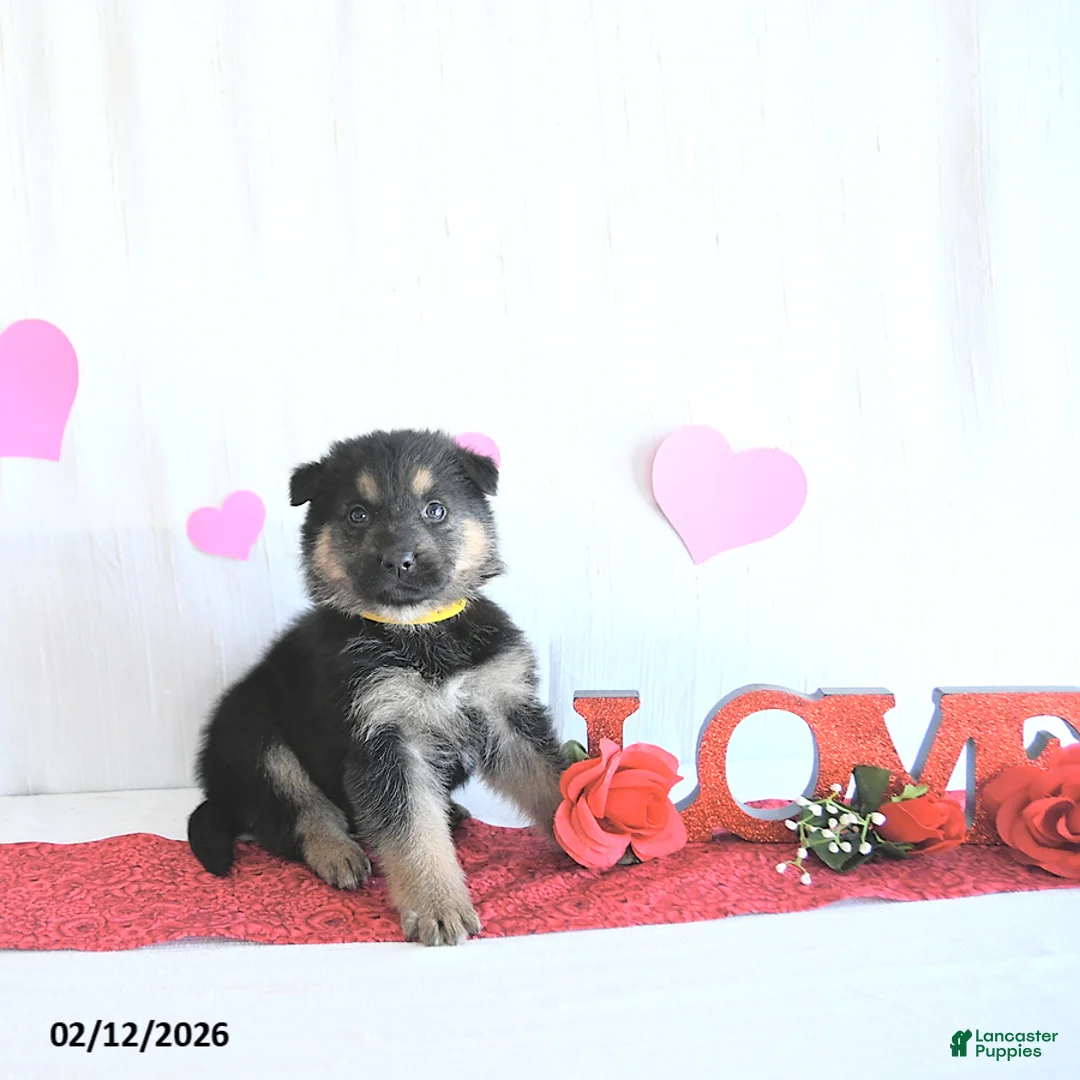 German Shepherd dogs for sale: Suella - Ad 2
