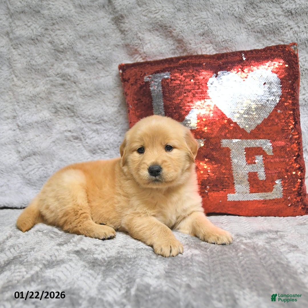 Golden Retriever dogs for sale: Lacey - Ad 5