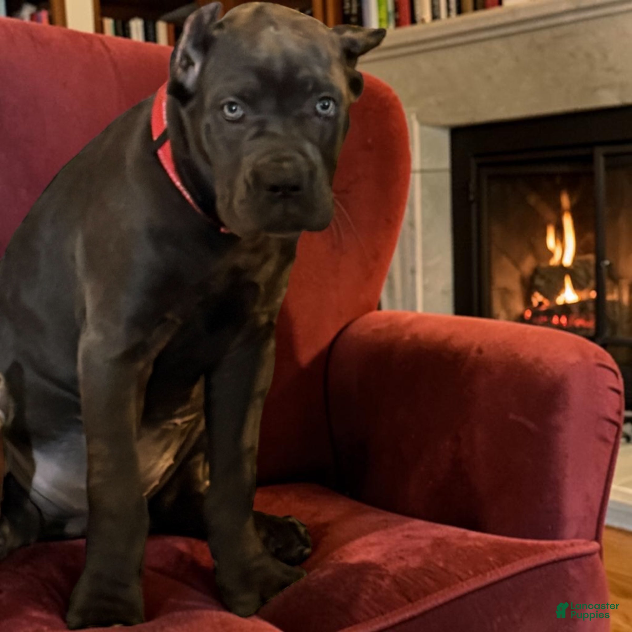 Cane Corso dogs Cane Corso Red  - Ad 8