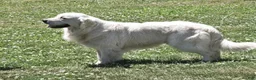 Golden Retriever dogs for sale: Laura - Ad 4