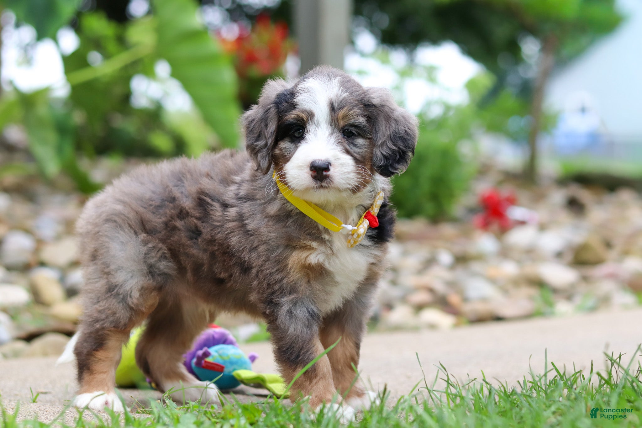 Mini Bernedoodle dogs Tang - Ad 2
