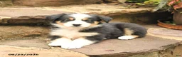 Australian Shepherd dogs for sale: Max - Ad 2