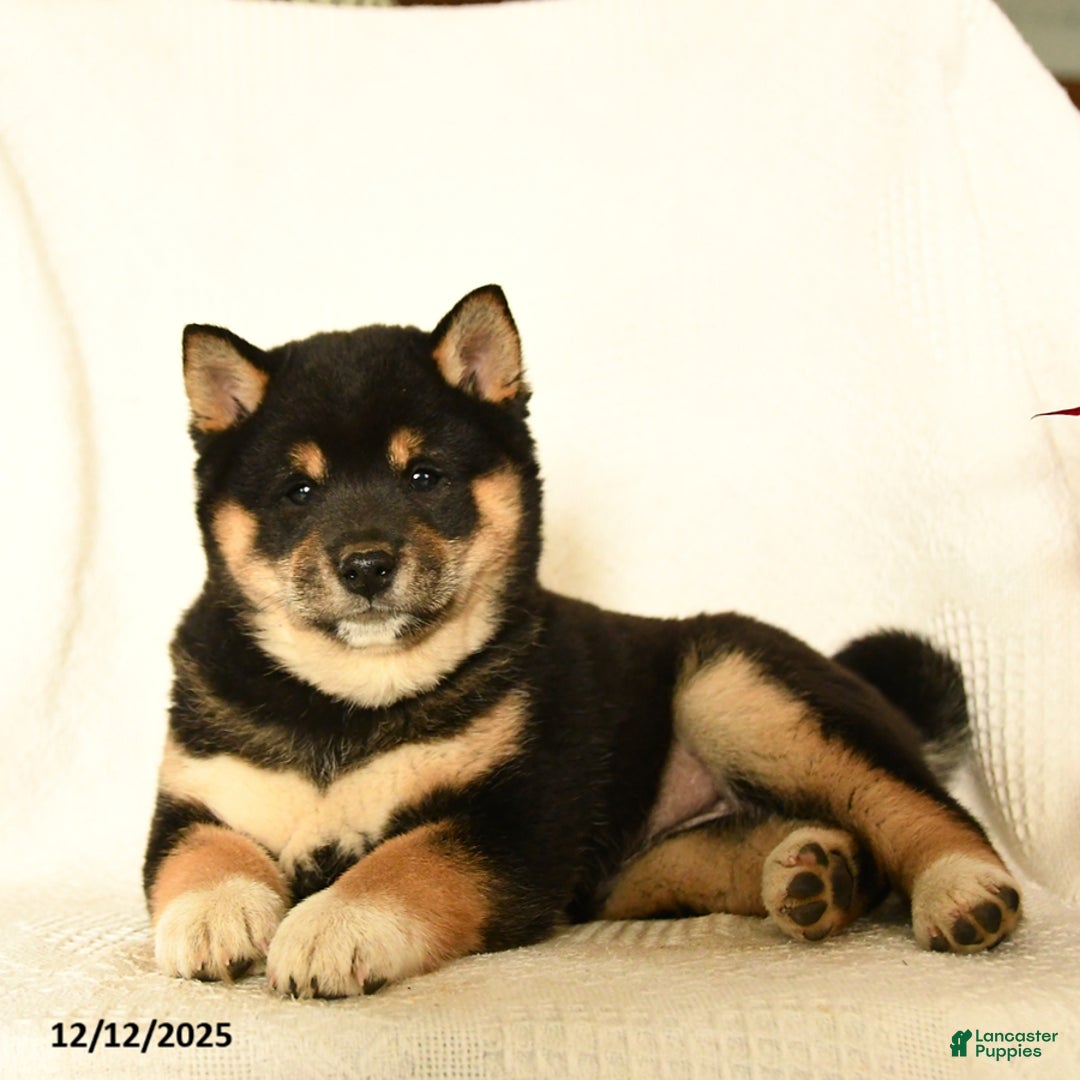 Shiba Inu dogs for sale: Pip  - Ad 4