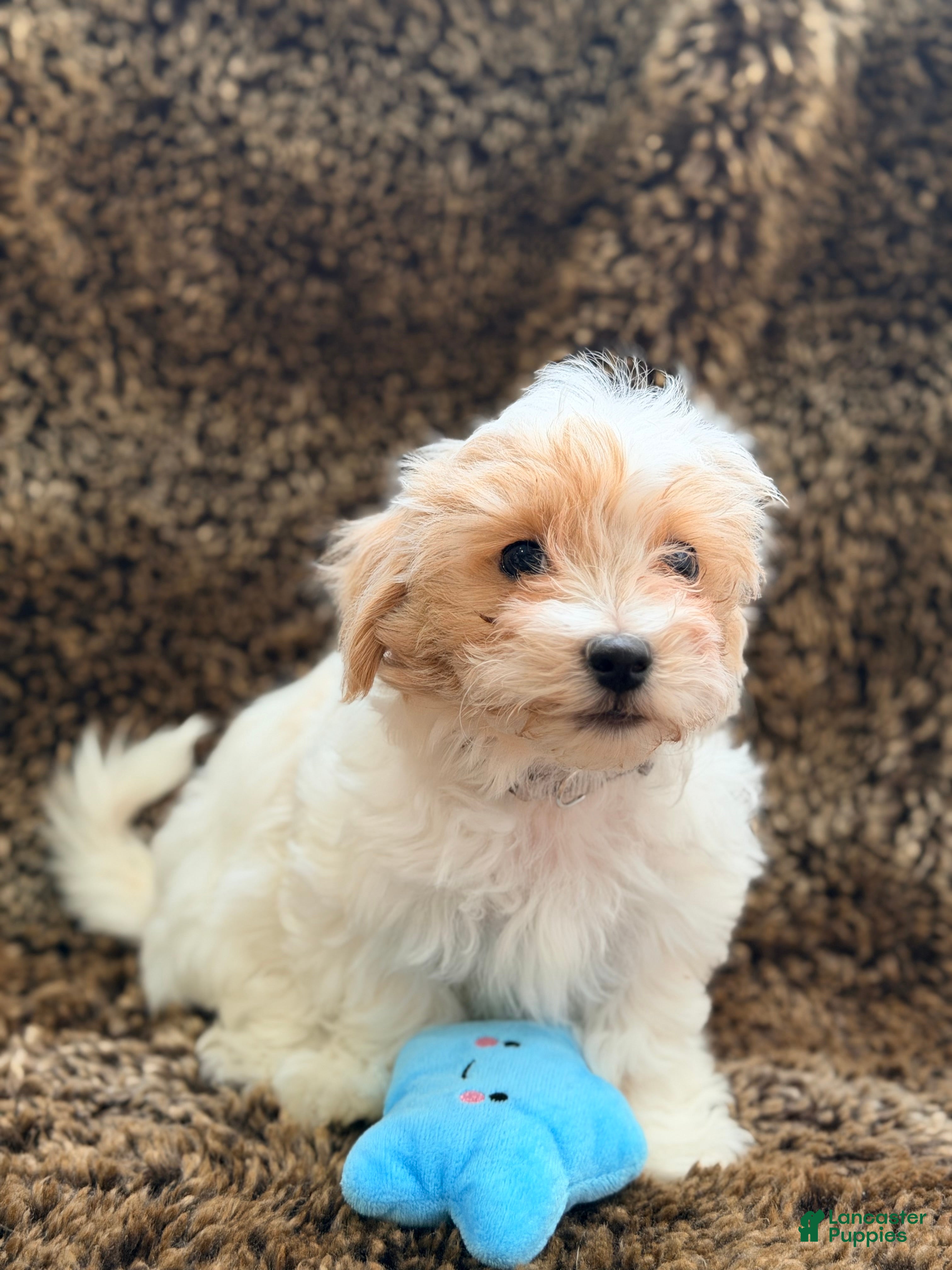 Maltipoo dogs Grey - Ad 29