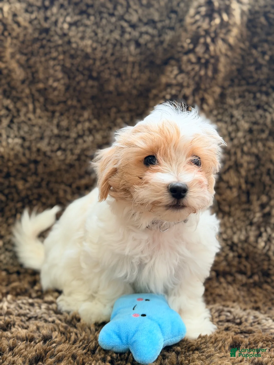 Maltipoo dogs for sale: Grey - Ad 1