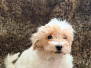 Maltipoo dogs Grey - Ad 29