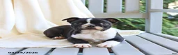 Boston Terrier dogs for sale: Cooper - Ad 3