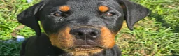 Rottweiler dogs for sale: Rottweiler 3 - Ad 4