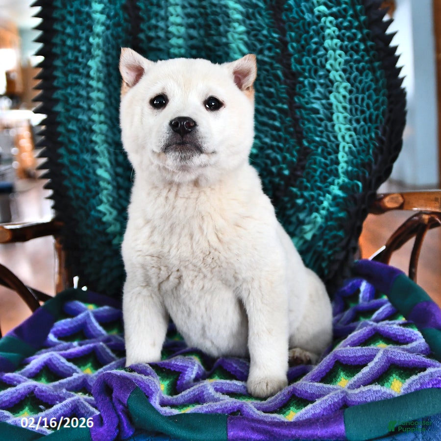 Shiba Inu dogs Chloe - Ad 2