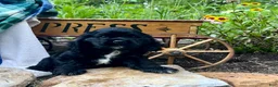 Cocker Spaniel dogs for sale: Pepper❤️AKC registered - Ad 3