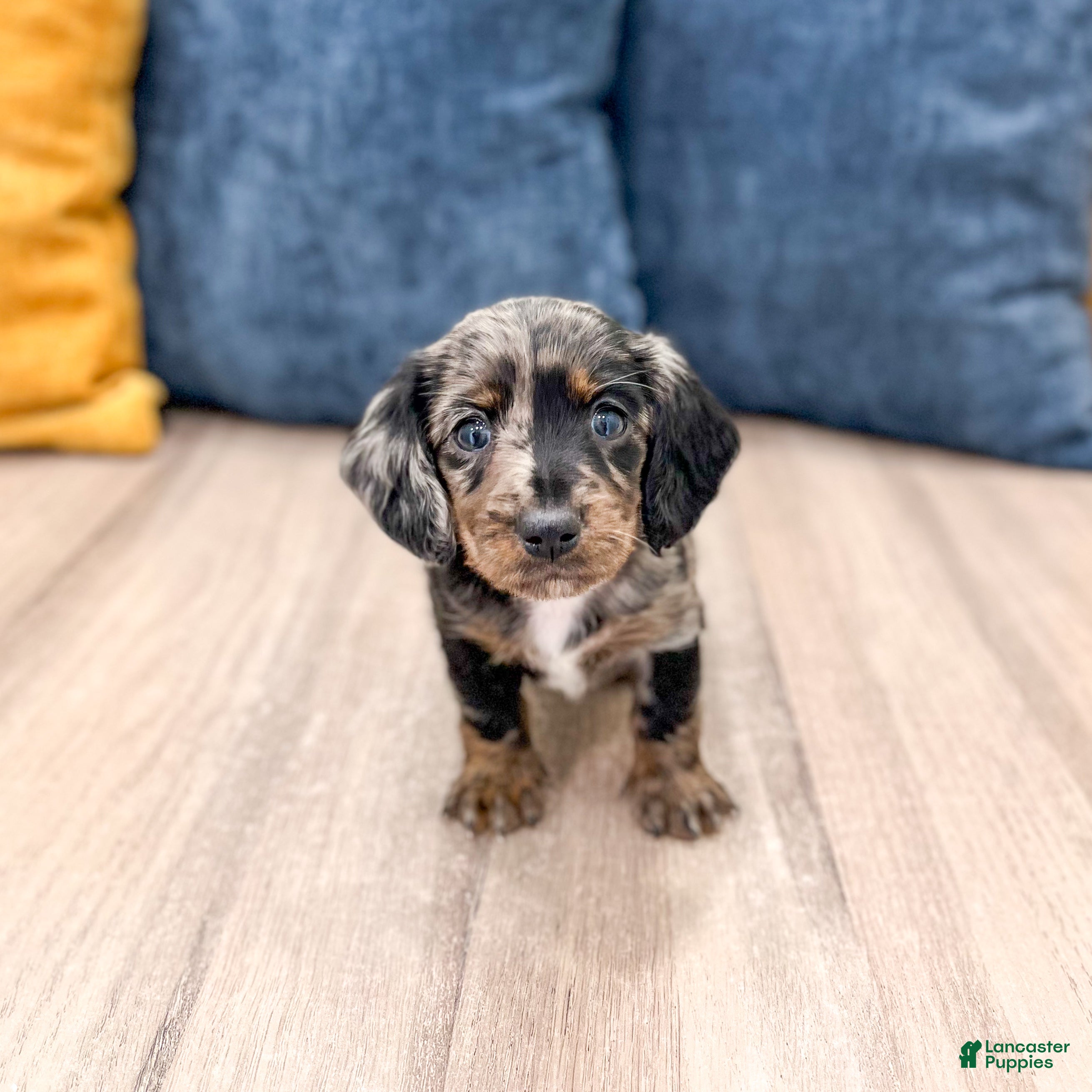 Miniature Dachshund dogs Luna - Ad 1