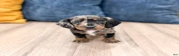 Miniature Dachshund dogs for sale: Luna - Ad 1