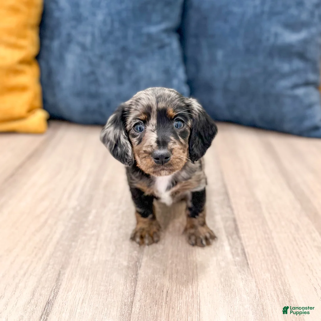 Miniature Dachshund dogs for sale: Luna - Ad 1