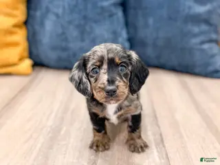 Miniature Dachshund dogs for sale: Luna - Ad 1