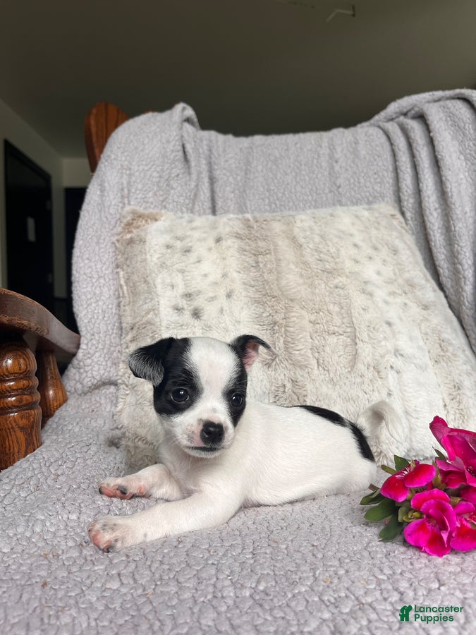Chihuahua dogs Lilly - Ad 2