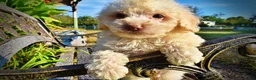 Havapoo dogs for sale: Leo-Sale!!! - Ad 3