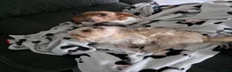 Mixed Breed dogs for sale: Oliver - Ad 9