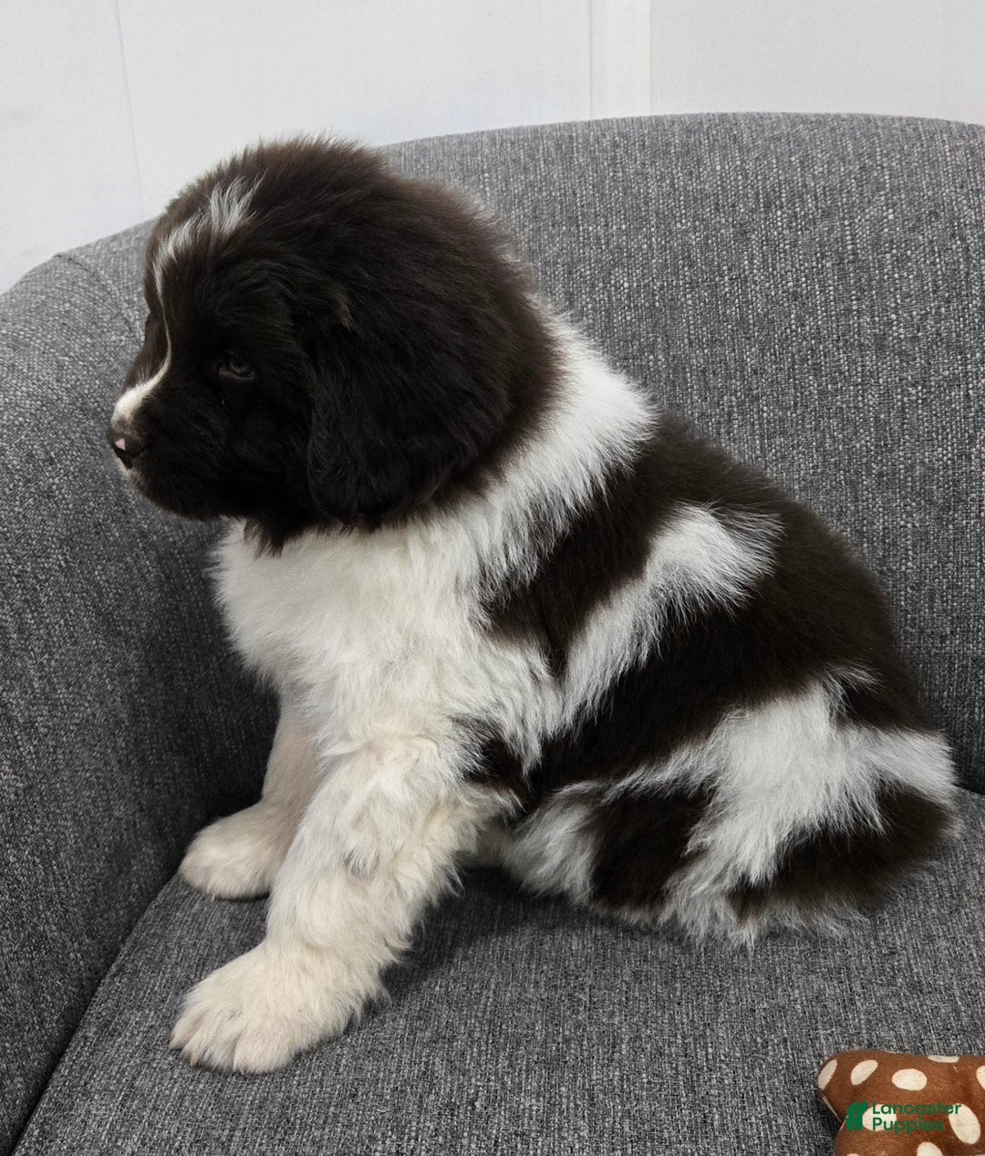 Newfoundland dogs for sale: Barney  - Ad 2