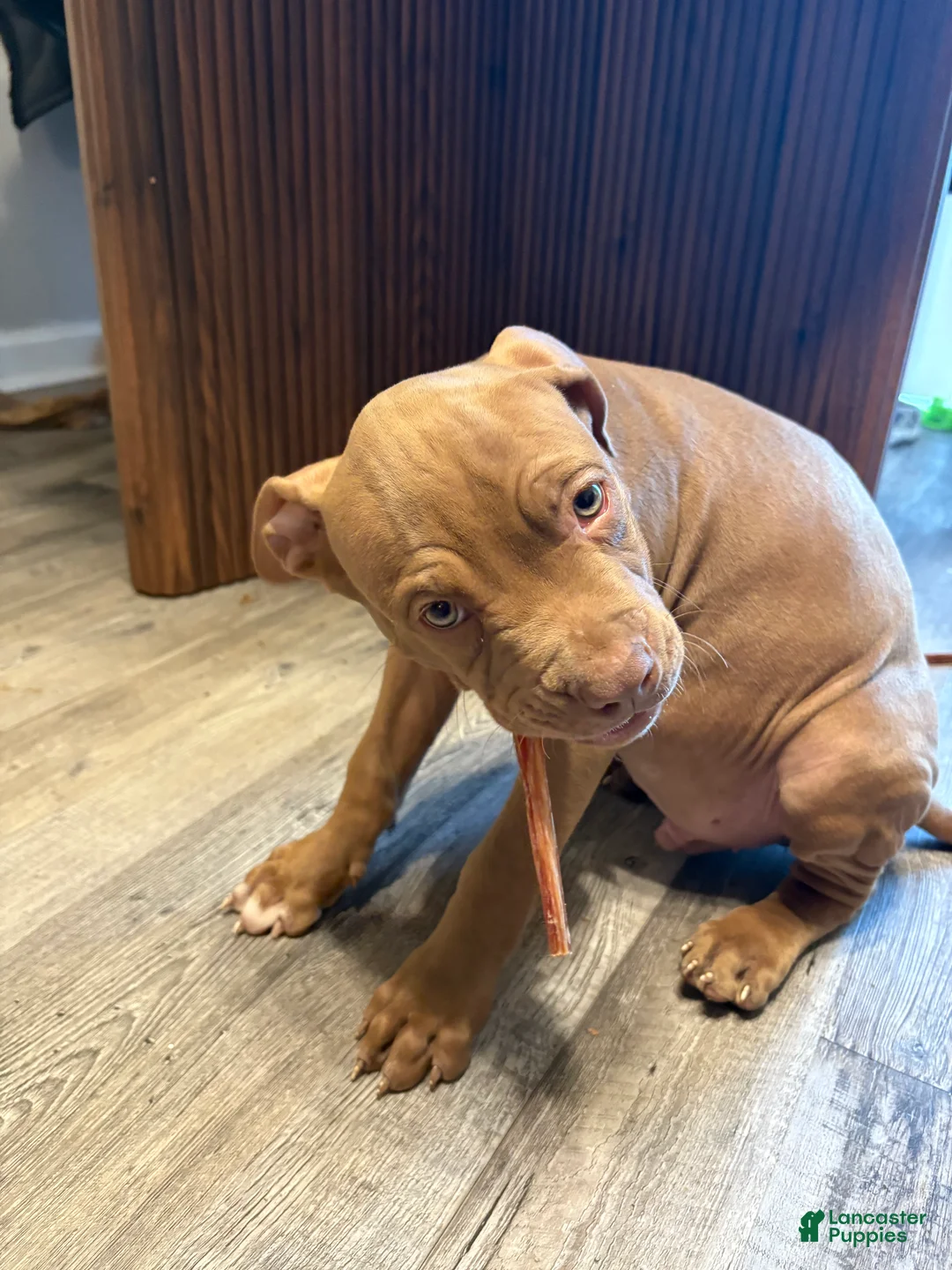 American Pit Bull Terrier dogs for sale: Amber - Ad 11