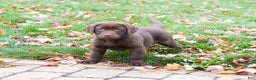 Labrador Retriever dogs for sale: Nutmeg - Ad 3