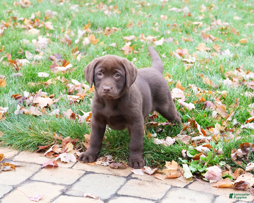 Labrador Retriever dogs for sale: Nutmeg - Ad 3