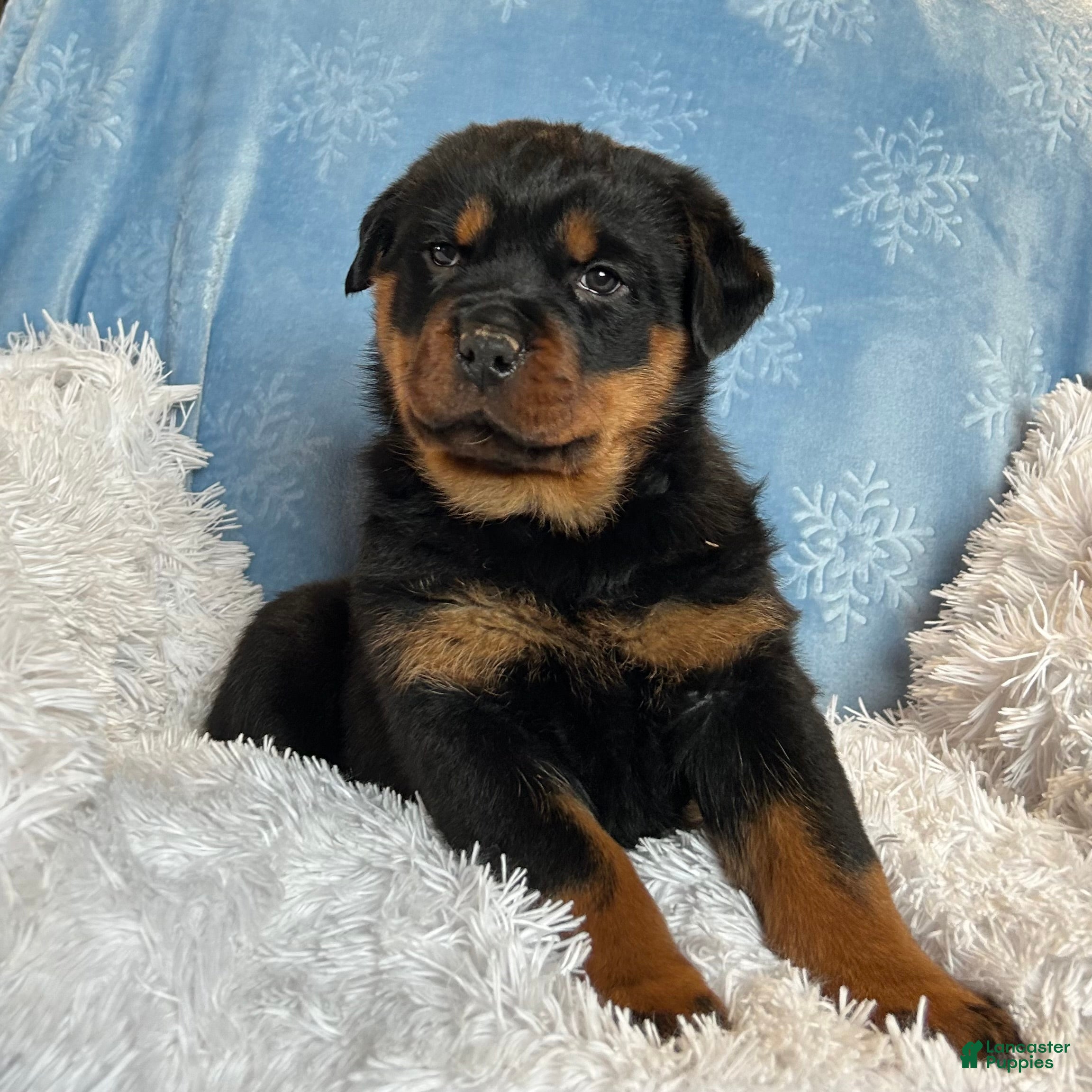 Rottweiler dogs Skye - Ad 40