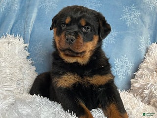 Rottweiler dogs Skye - Ad 40