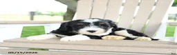 Mixed Breed dogs for sale: Rex - Ad 3