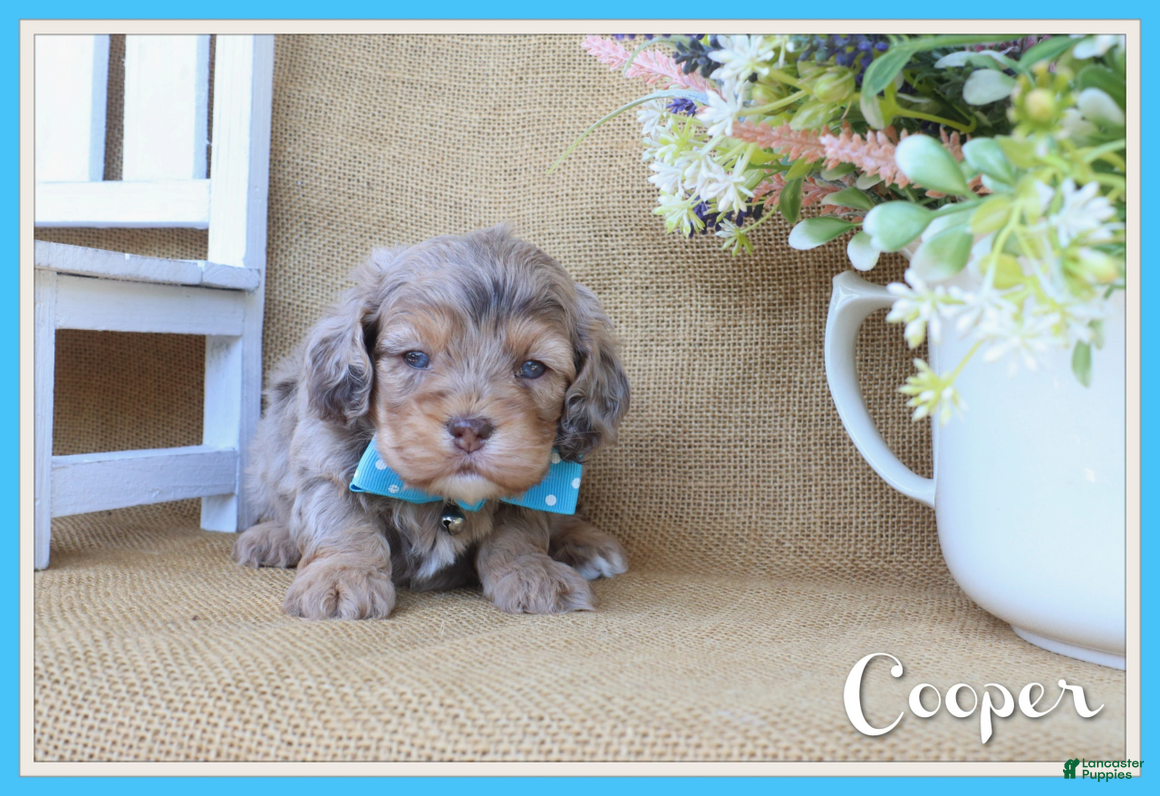 Cockapoo dogs Cooper - Ad 2