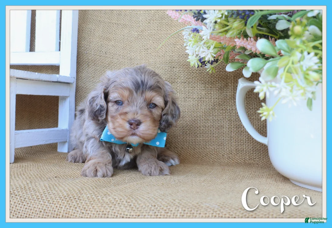 Cockapoo dogs for sale: Cooper - Ad 2
