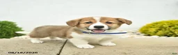 Welsh Corgi Pembroke dogs for sale: Banner - Ad 3