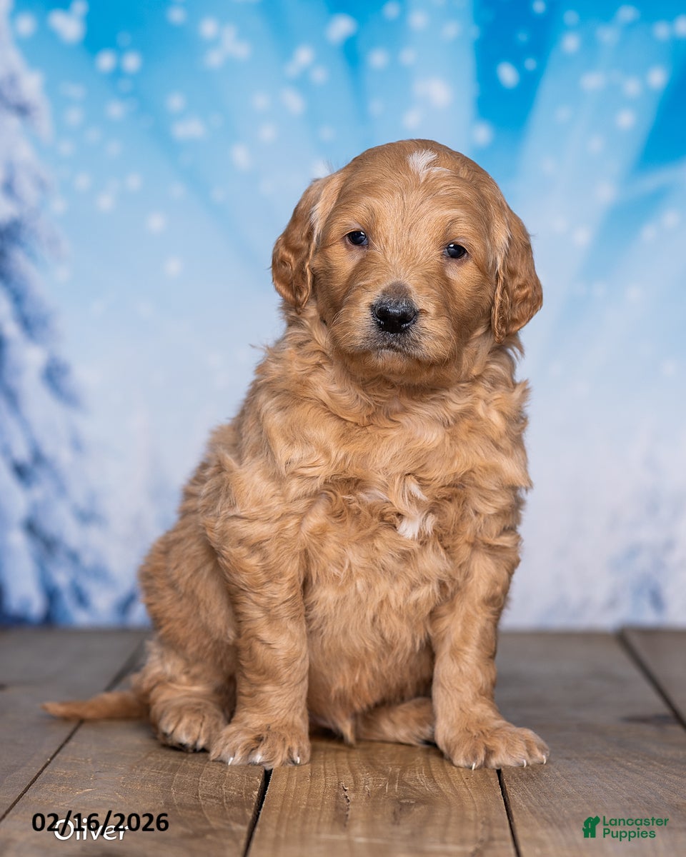 Goldendoodle dogs Oliver - Ad 2