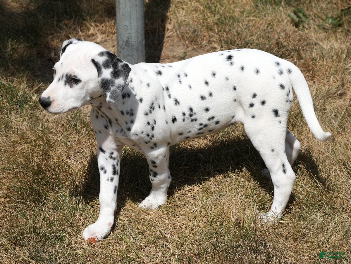 lab dalmatian dog buy Dalmatian puppies for sale Lancaster Puppies