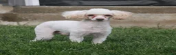 Mixed Breed dogs for sale: Kit - Ad 6