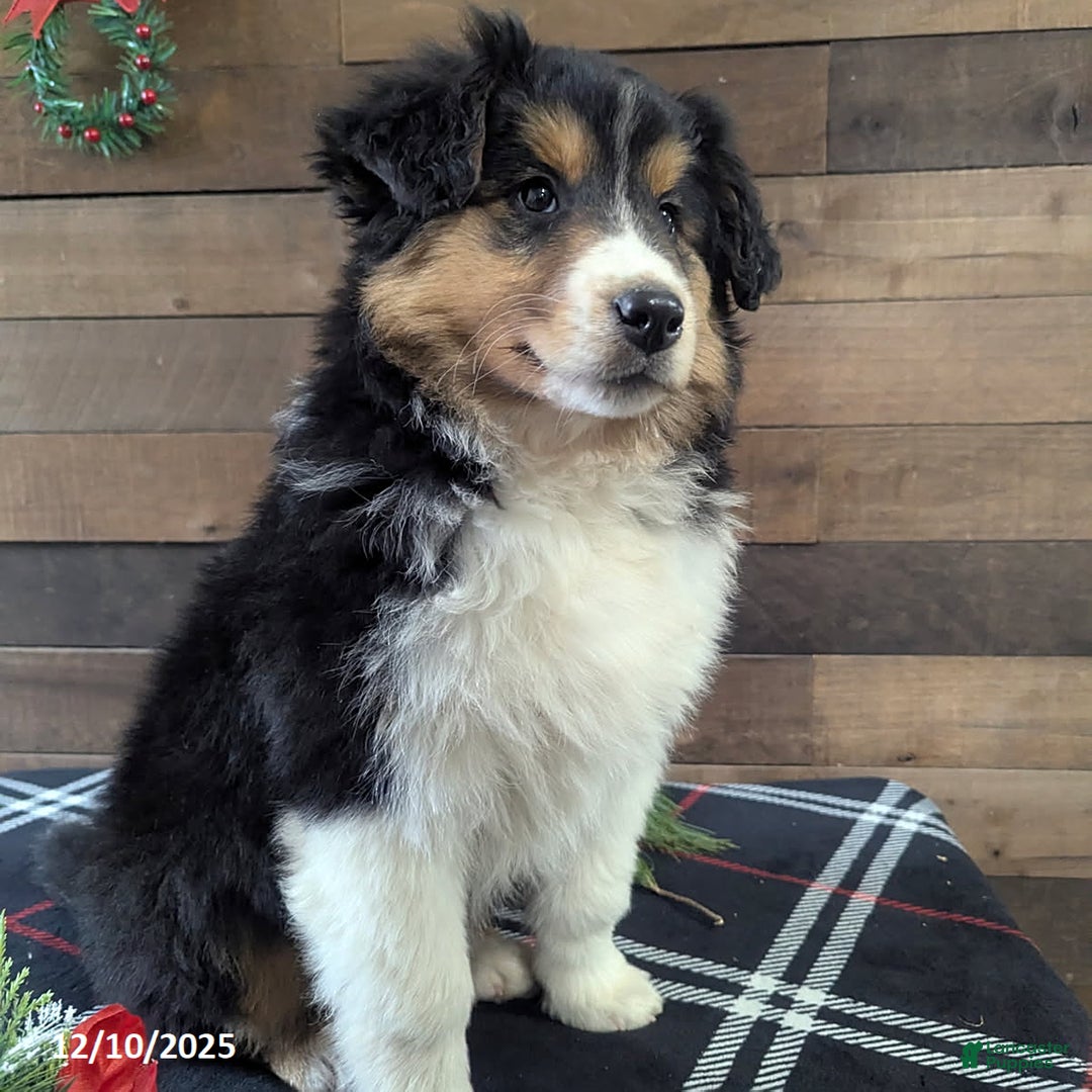 Mixed Breed dogs for sale: Abby - Ad 5