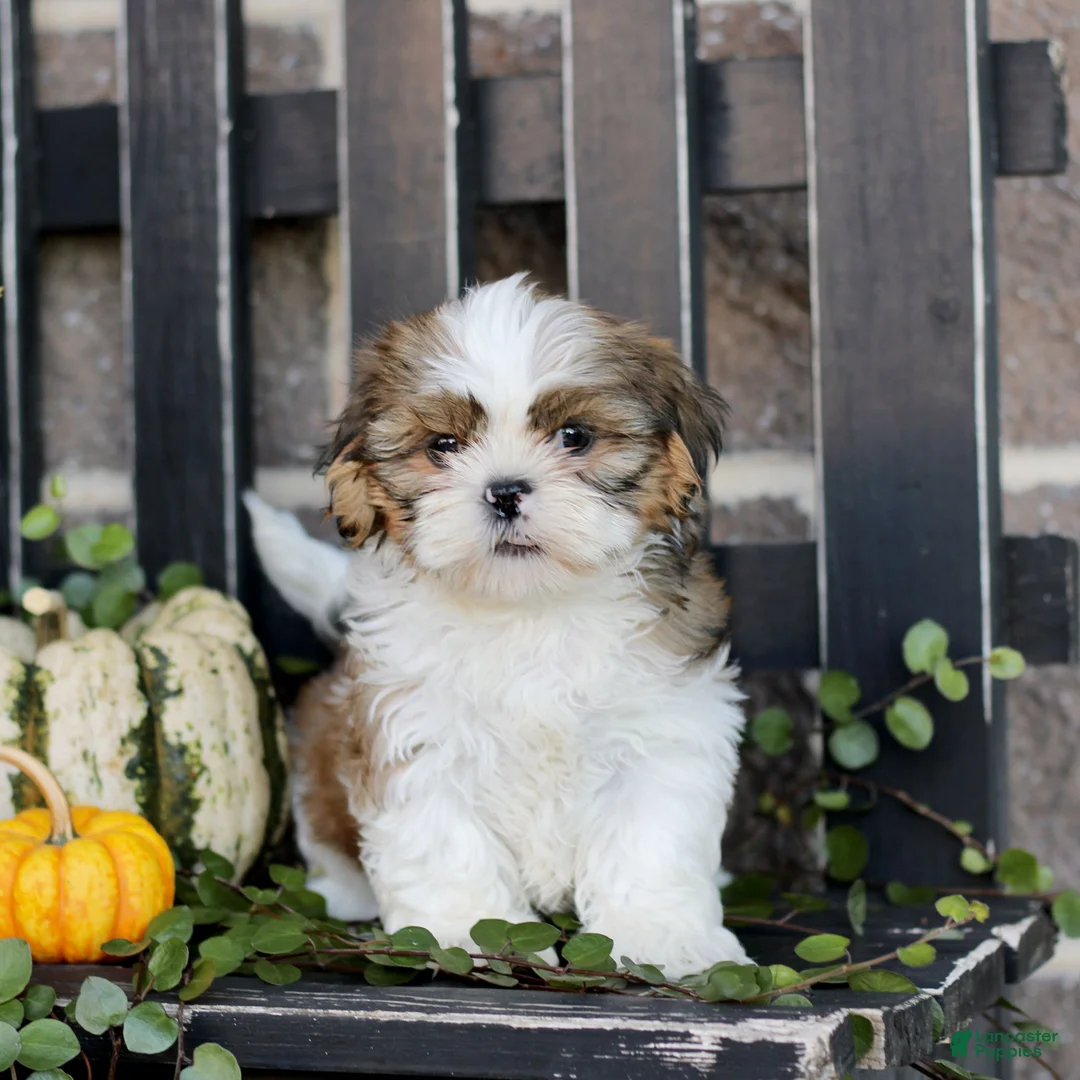 Shih Tzu dogs for sale: Felix  - Ad 2