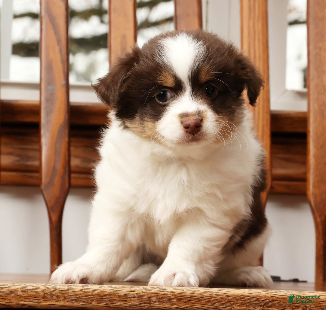 Havanese dogs for sale: Thomas - Ad 5