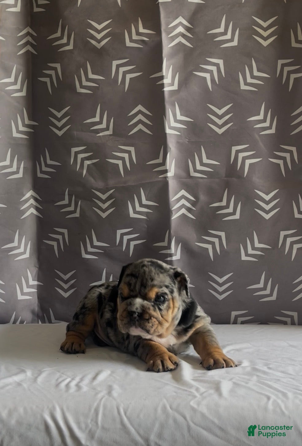 English Bulldog dogs for sale: English Bulldog Puppy - Harley - Ad 4