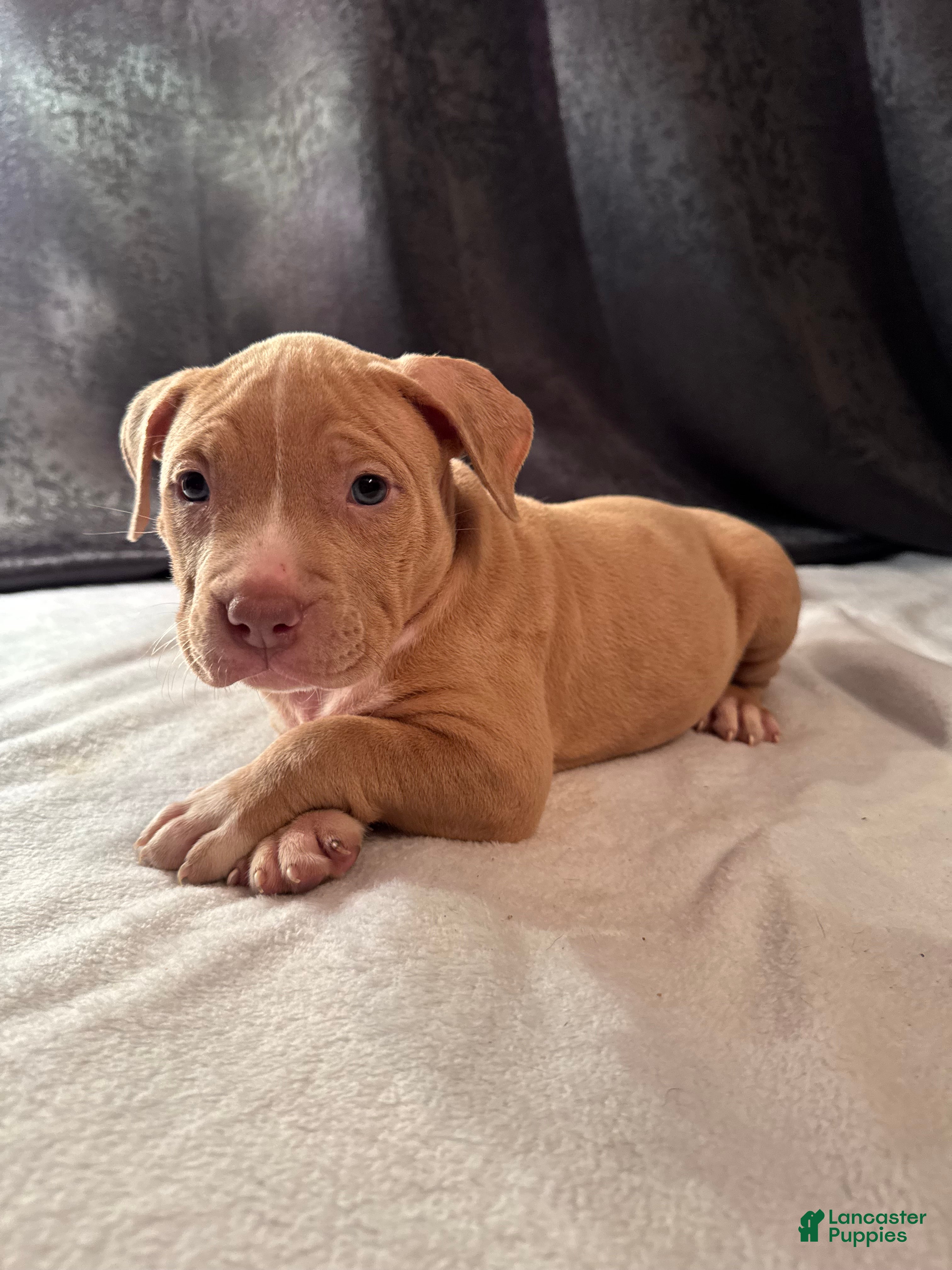 American Bully dogs American Bully Puppy 3 - Ad 1