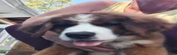 Mixed Breed dogs for sale: Marley - Ad 63