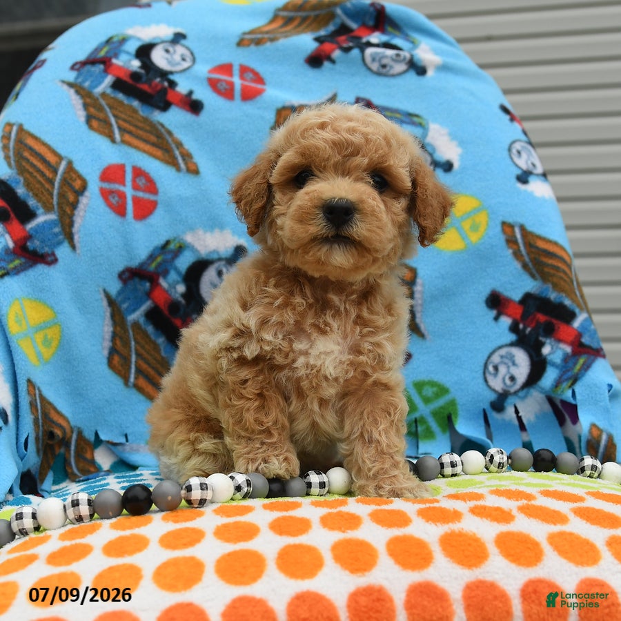 Bichpoo dogs Chubs - Ad 2