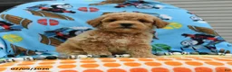Bichpoo dogs for sale: Chubs - Ad 2